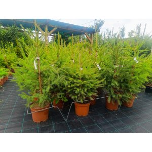 Smrek obyčajný (Picea abies) - výška 80-100 cm, kont. C5L